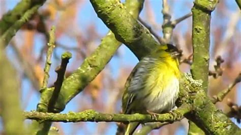 Siskin in Song - YouTube