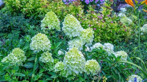 Can You Plant and Grow Hydrangeas in Zone 10?