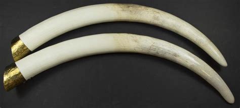 Lot - A pair of African ivory elephant tusks approximately 154 cm, 26.4kg