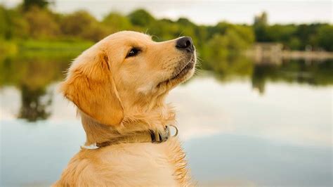 Chó Golden Retriever Và Những Kiến Thức Nhất Định Phải Biết ! Sieupet.com