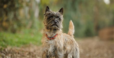 Cairn Terrier Breed Guide (Lifespan, Size & Characteristics)