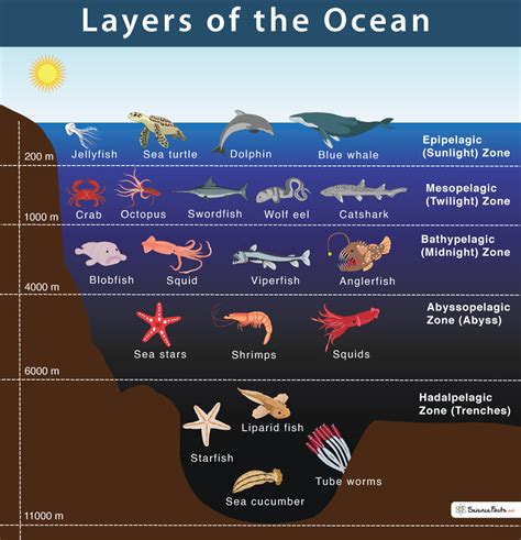 Different Zones Of The Ocean - Design Talk