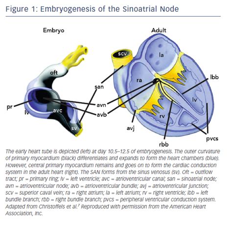 Biology of the Sinus Node and its Disease | AER Journal