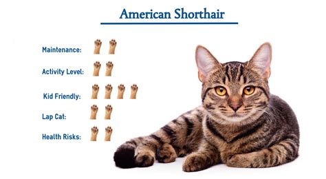 The American Shorthair Cat Breed… Everything That You Need to Know at a ...