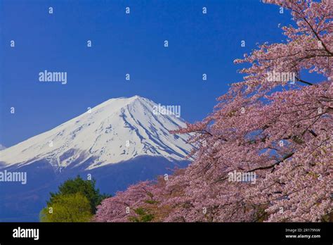 Mount Fuji with cherry blossom Stock Photo - Alamy