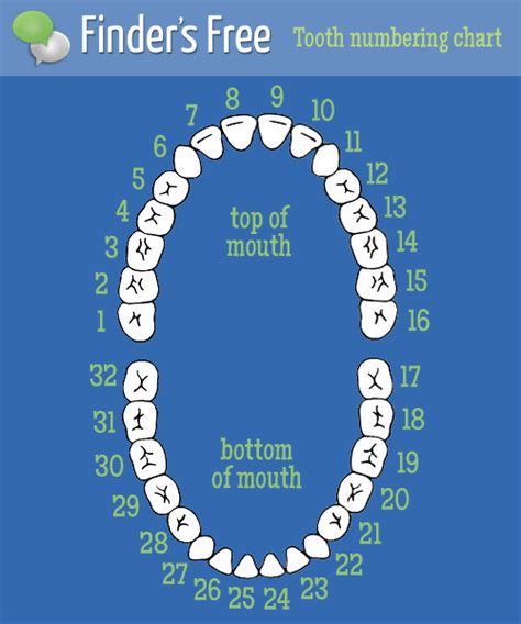 Dental Diagram With Tooth Numbers