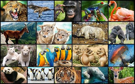 Animals, collage, bird, wild, animal, HD wallpaper | Peakpx