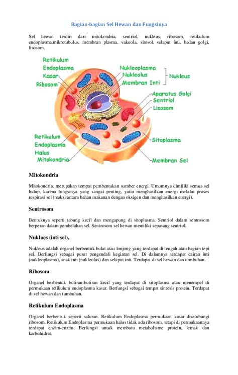 (DOC) Bagian-bagian Sel Hewan dan Fungsinya | Debora Silaen - Academia.edu