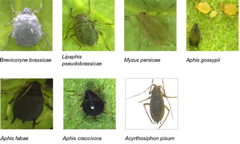 DNA barcoding and aphid identification | icipe - International Centre ...