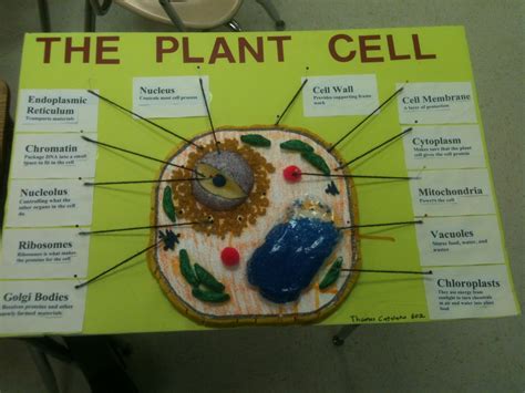 atilley [licensed for non-commercial use only] / Constructing A Plant Cell Project