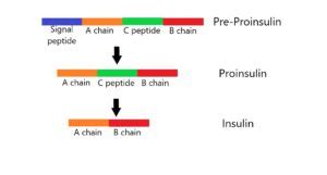 Biotechnology Applications in Medicine: Genetics, Examples and Videos