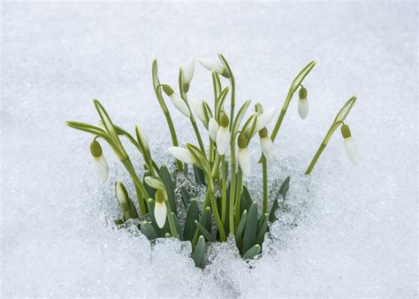 Snowdrops | Planting & Caring for Galanthus Flowers | Garden Design