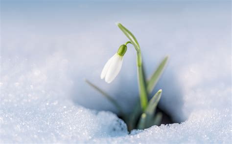 Snowdrop Flower » FloraQueen EN