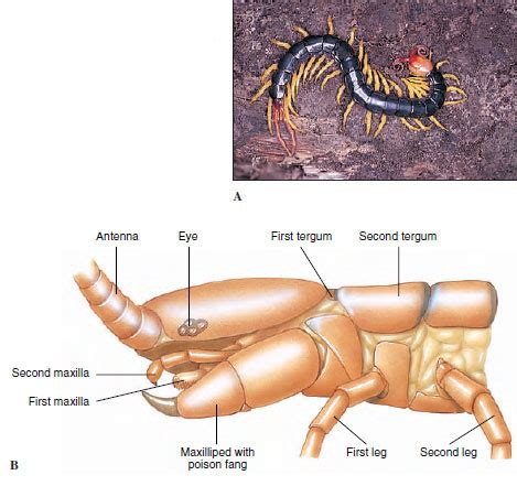 Class Chilopoda | Terrestrial Mandibulates | The Diversity of Animal Life