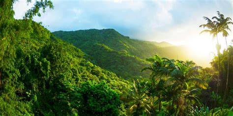 Puerto Rico Rainforest: Everything About El Yunque