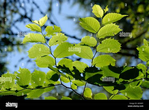 Backlit leaves of Wych Elm Ulmus glabra, Wales, UK Stock Photo - Alamy