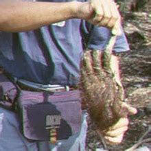 Poaching - Borneo Orangutan Survival Australia