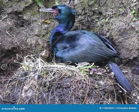 Close Up of a Pelagic Cormorant Nesting on a Cliff Face in Olympic Np ...