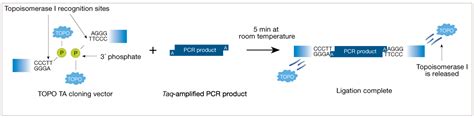 The Technology Behind TOPO Cloning | Thermo Fisher Scientific - US