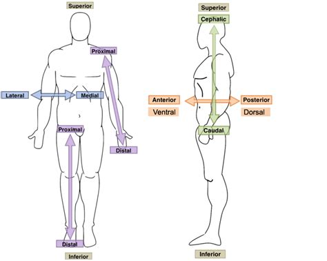 [DIAGRAM] Perineum Anatomical Diagram - MYDIAGRAM.ONLINE