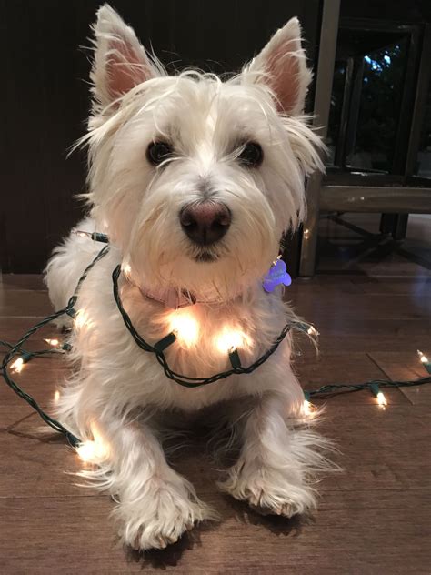 Westie Christmas. Ella all dressed up. West Highland White Terrier ...