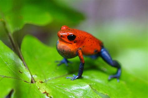 Poison Frog | San Diego Zoo Animals & Plants