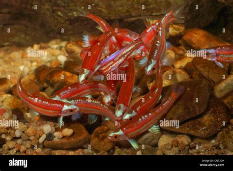 Red shiner fish tank hi-res stock photography and images - Alamy