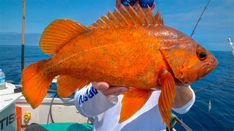 Filled the Cooler! DEEP Sea California Rockfish (Catch Clean Cook)