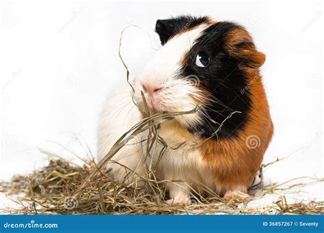 Cavy, guinea pig stock image. Image of mumps, eating - 36857267