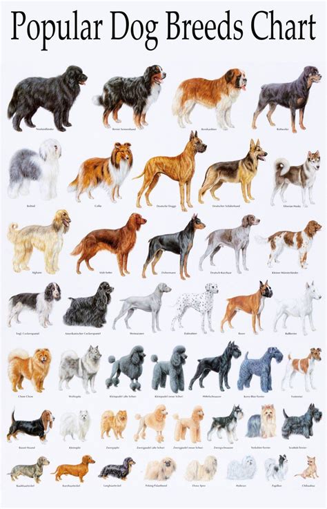 Popular Dog Breeds Chart 18"x28" (45cm/70cm) Poster | Dog breeds chart ...