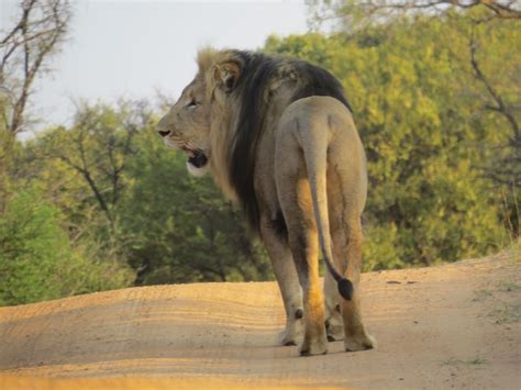 Entabeni Game Reserve, South Africa | South africa, Africa, Game reserve