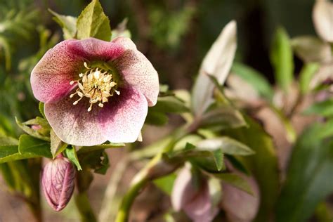 Lenten Rose Care - Tips For Growing Lenten Rose In Your Garden ...