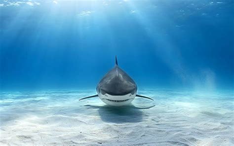 HD wallpaper: animals, Great White Shark, underwater | Wallpaper Flare