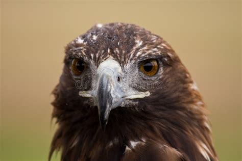 Golden Eagle Face Picture. Image: 8261445