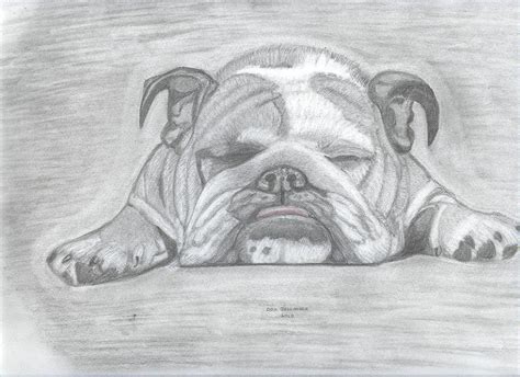 English Bulldog Drawing by Don Gallacher