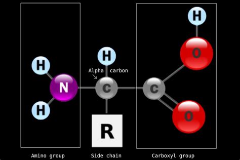 Amino Acids: Structure, Classification and Function