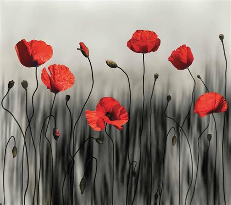 MU1721 Poppy Art 磊 Photo Wallpaper | Talissa Decor