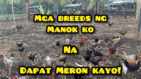 MGA BREEDS NG MANOK KO NA DAPAT MERON KAYO! - YouTube