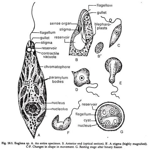 Euglena: Nutrition and Reproduction | Subkingdom Protozoa