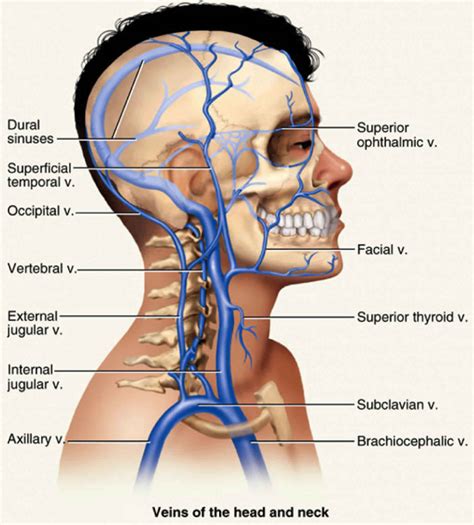 Jugular vein, internal and external jugular vein anatomy, location ...