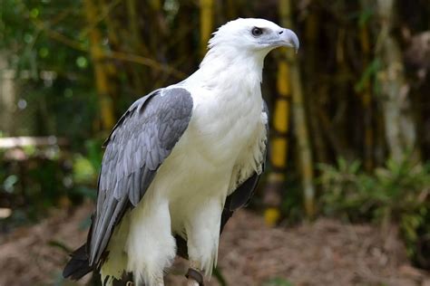 List of Eagle Species - BirdLife International