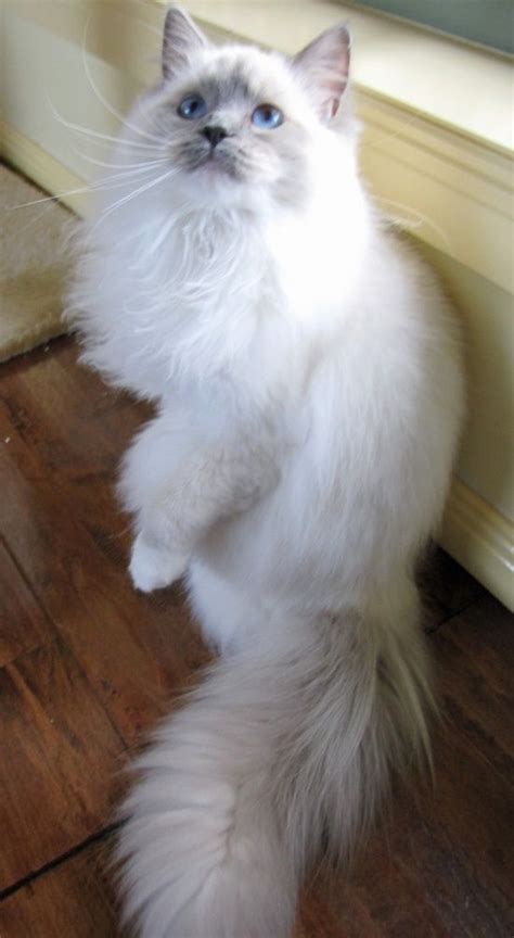 Most up-to-date Photo Ragdoll Cats lilac Popular in 2021 | Pretty cats ...