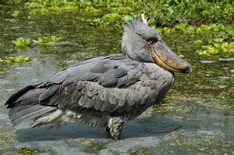 11 Fascinating Swamp Animals