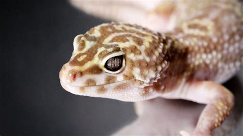 Leopard Gecko Care - YouTube