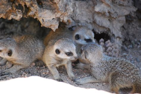 Baby Meerkats Free Stock Photo - Public Domain Pictures