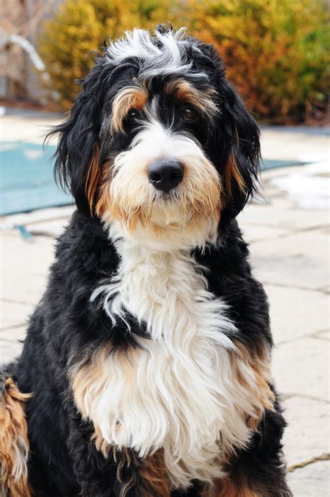 Bernedoodle Puppy - Cute and Playful Companion