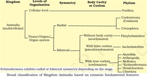 Simple table for animalia kingdom classification - Science - Diversity ...