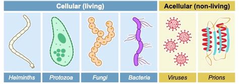 Pathogens | VCE BioNinja