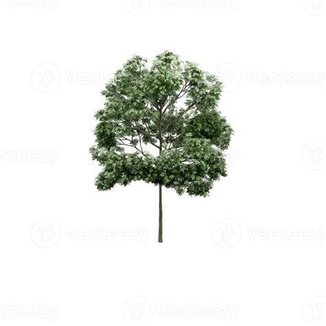 Isometric Tree 3D render 13922488 PNG