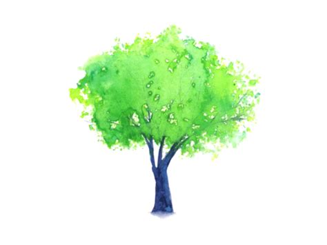 Watercolor Tree Top View PNGs for Free Download